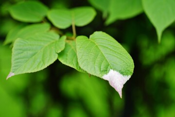 Green and white variegated foliage of the actinidia kolomikta kiwi vine