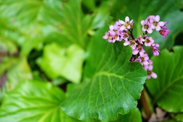 Pink flowers and green foliage of bergenia plant