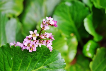 Pink flowers and green foliage of bergenia plant