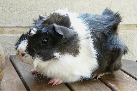 Cobaya, esa adorable mascota