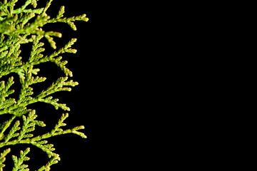 Sprig of thuja on the left side of the frame on a black isolated background for design closeup