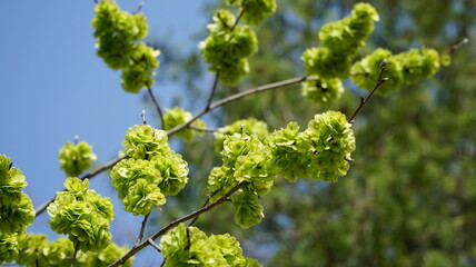 Spring green trees with blue sky