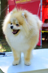 Pomeranian spitz. Decorative dog breed. pom pom