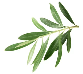 Foto op Plexiglas Olijfboom branch with olive leaves isolated on a white background
