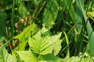 Camouflage, green grasshopper on the boiler