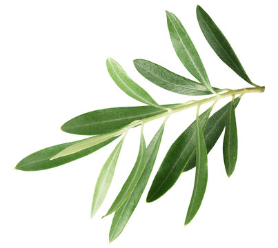 branch with olive leaves isolated on a white background