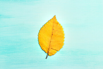Yellow autumn leaf on teal background with copyspace