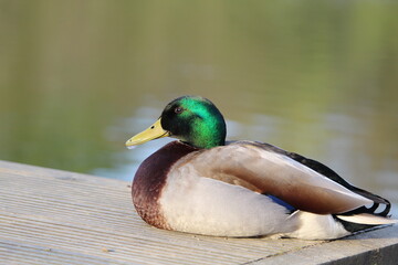 Duck