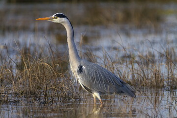 Grey heron, ardea cinerea, in a pond