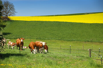 Cows grazing on a green meadow of Bavaria with yellow rapeseed field in the background.