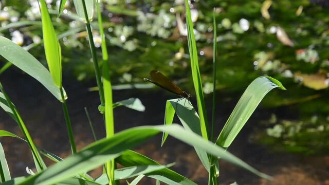 Libellule sur une herbe au bord de la rivi&egrave;re