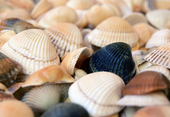 Sea cockleshells are formed of limestone. They are located on the beach..
