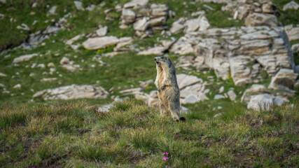 Marmotte 5