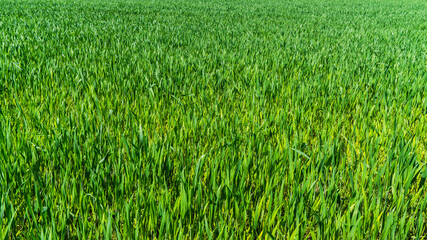 green field - background