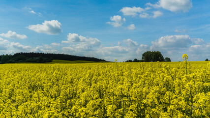 Obraz premium yellow rape field and forest landscape