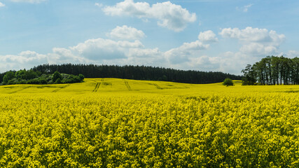 yellow rape field and forest landscape