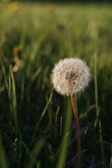 Old dandelion