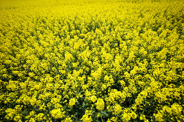 A view of yellow flowering rapeseed fields in spring in Bavaria, Germany. 