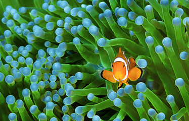 Clownfish, Amphiprion ocellaris  