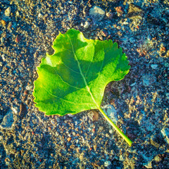 Green leaf on the road