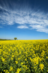 A view of yellow flowering rapeseed fields in spring in Bavaria, Germany. 