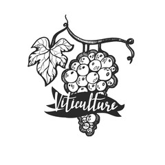 Viticulture lettering. Hand drawn vector grapevine illustration, greeting card, design, logo.