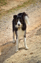 Portrait of dog, Bordercollie