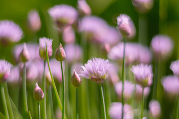 Decorative onion pink. Ornamental onion chives in the open air. selective focus.