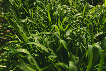 Close up of fresh thick grass