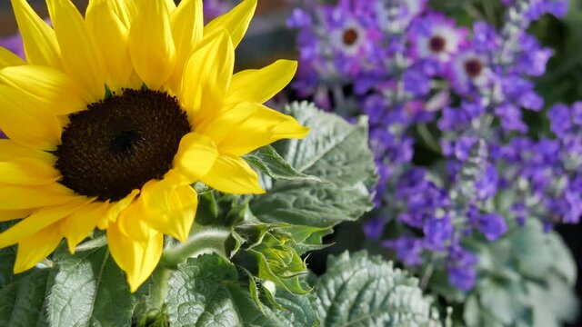 Kamerafahrt &uuml;be buntes Blumenbeet