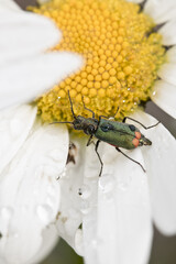 Close Up of a Daisy FLower
