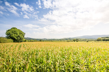 corn field summer scene  © jon_chica