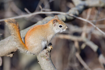 American Red Squirrel