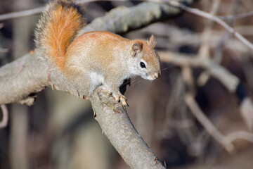 American Red Squirrel