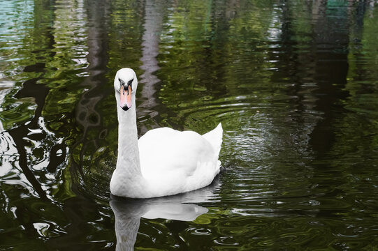 A white swan floats in the river on a summer day.