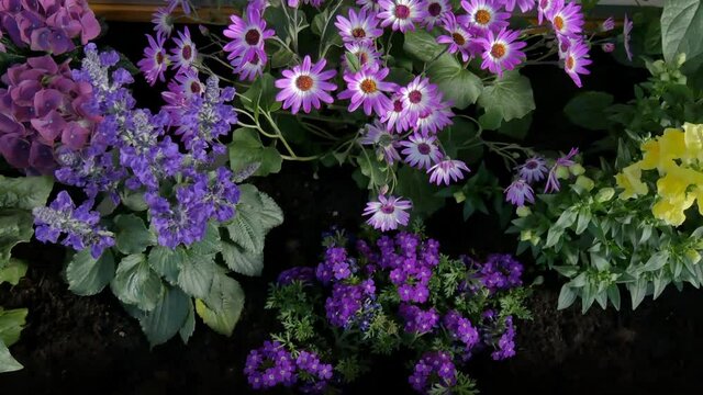 Kamerafahrt &uuml;be buntes Blumenbeet