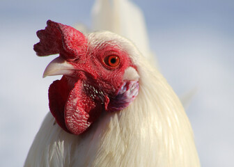 White Leghorn