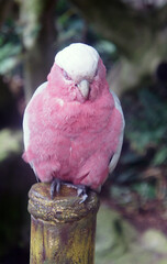 Pink sleepy parrot sitting on a pole