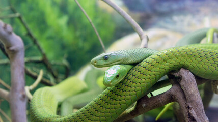 Two green snakes on a tree branch. Wildlife Photography.