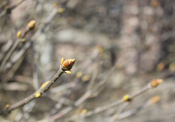 Background, Blossoming buds of lilac. Spring, branch of lilac with leaves blossoming. Closeup.