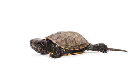 Obraz premium Little baby turtle, Hermann's Tortoise isolated on white background