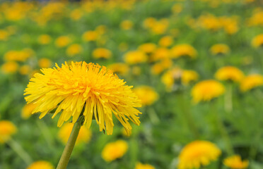 Bright, Sunny flower dandelion. dandelion closeup on the background of other dandelions..