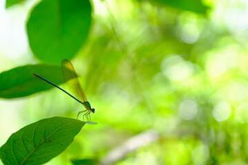 Dragonfly hold on leaf and copy space