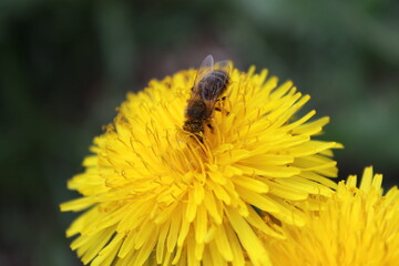 Bee on the dandelion