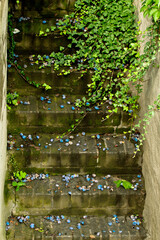 The old staircase overgrown with moss, twined with ivy, with plums fallen on the steps. An abandoned staircase in the old garden.