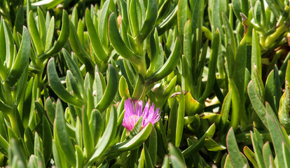 Obraz premium Nice view on florar from Rethymno, Crete, Greece