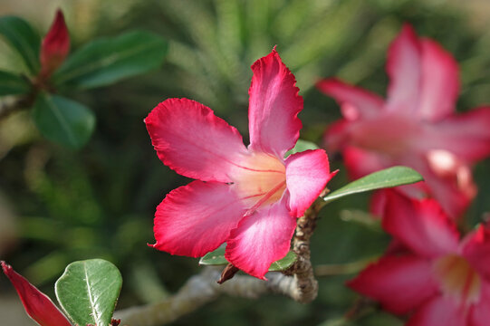 bl&uuml;tenkelch einer w&uuml;stenrose. die farben des bl&uuml;tenrandes sind rot und verlaufen zum kelch in rosa und milchig wei&szlig;. makro