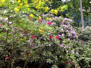 Fototapeta na wymiar Rhododendronhain Tiergarten Berlin