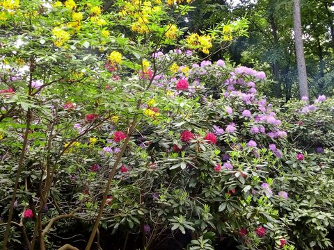 Rhododendronhain Images  Browse 26 Stock Photos, Vectors, and Video |  Adobe Stock