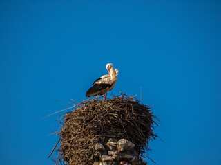 Stork over ancient ruins of roman aqueduct in Merida, Spain